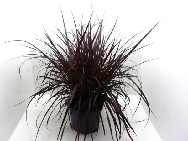 Pennisetum "Rubrum"