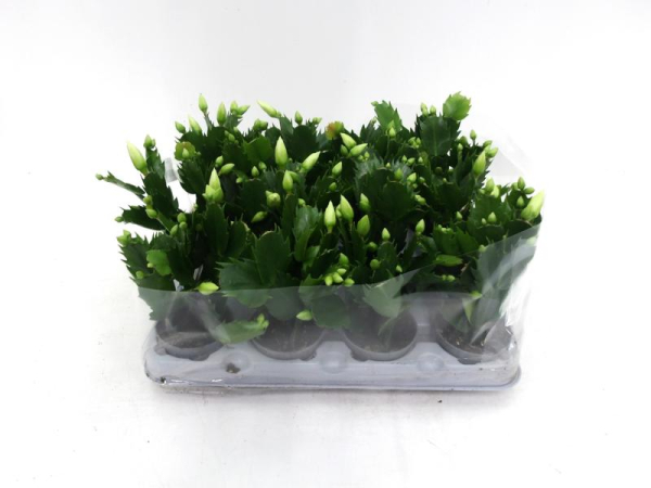 Mini Schlumbergera weiß