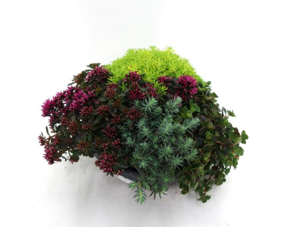 Sedum Mixschale