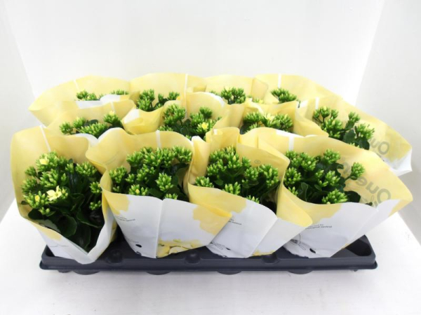Kalanchoe ungefüllt gelb