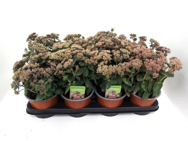 Sedum telephium
