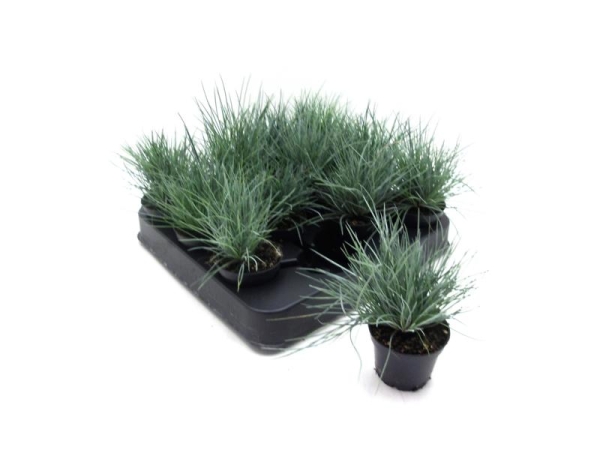 Mini Festuca glauca