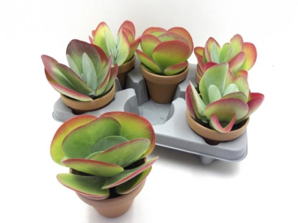 Kalanchoe thyrsiflor Tontopf