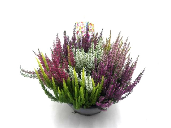 Calluna "High five" Schale