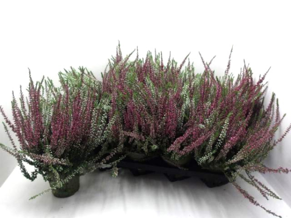 Calluna vulgaris  Twin