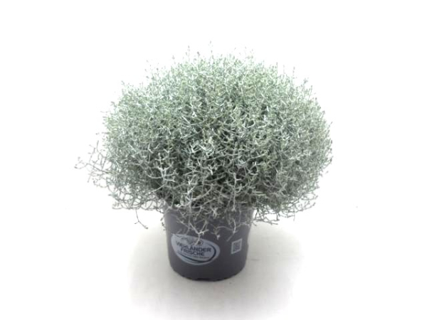 Calocephalus brownii Kübel
