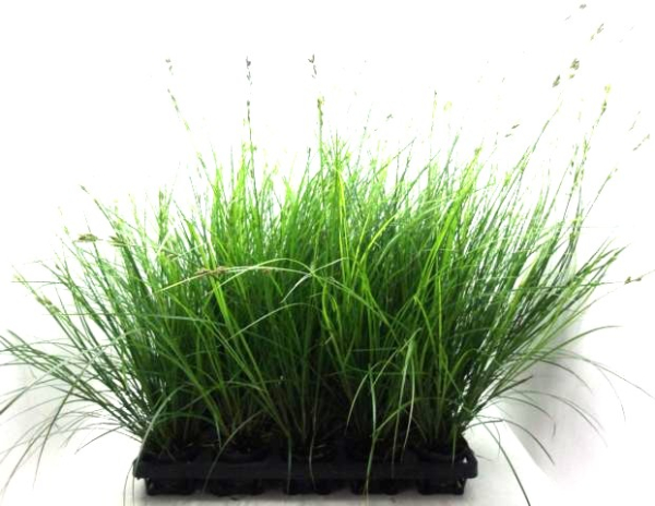 Carex brunnea