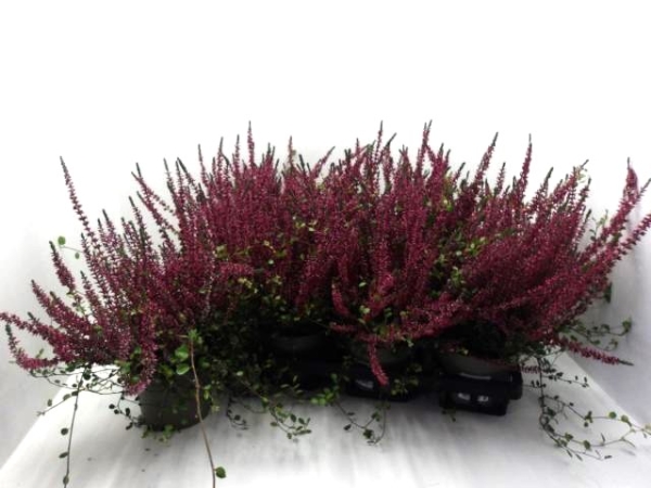 Calluna + Mühlenbeckia rot