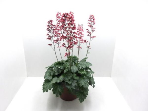 Heuchera Kübel