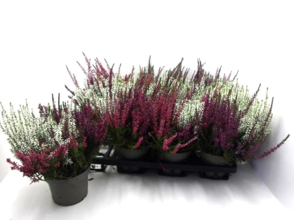 Calluna vulgaris Trio