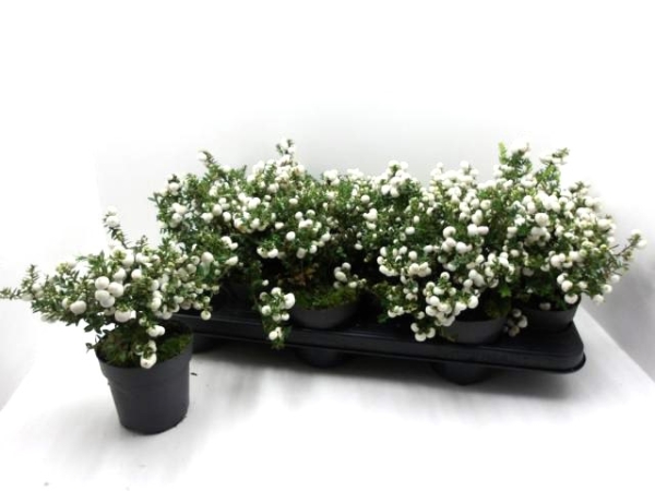 Pernettya mucronata weiß