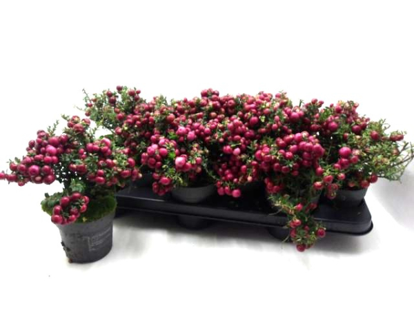 Pernettya mucronata pink