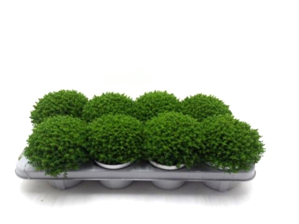 Hebe "Emerald Green"