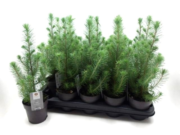 Pinus pinea "Silvercrest"