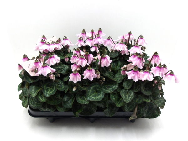 Cyclamen midi "Petticoat" rosa