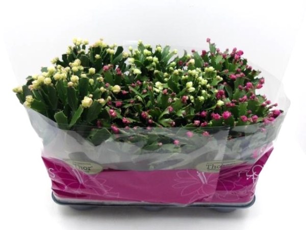 Schlumbergera "Wild" Mix