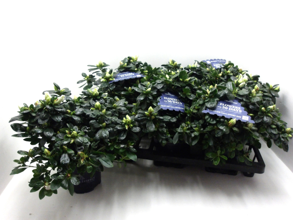 Azaleen "Christine M" weiß