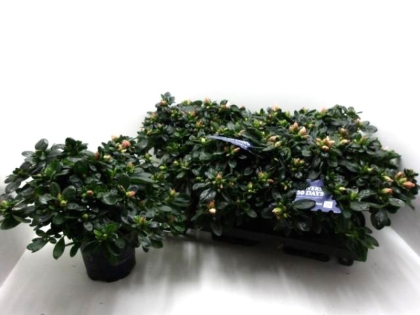 Azaleen "Christine M" orange