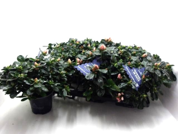 Azaleen "Christine M" lachsrosa