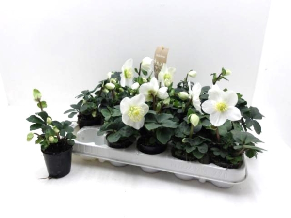 Mini Helleborus