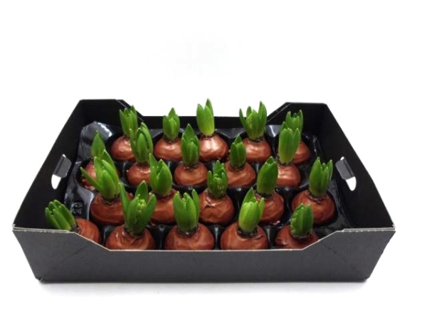 Wachs-Hyazinthe kupfer