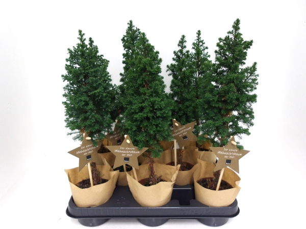 Chamaecyparis thyo. Stämmchen in Tüte