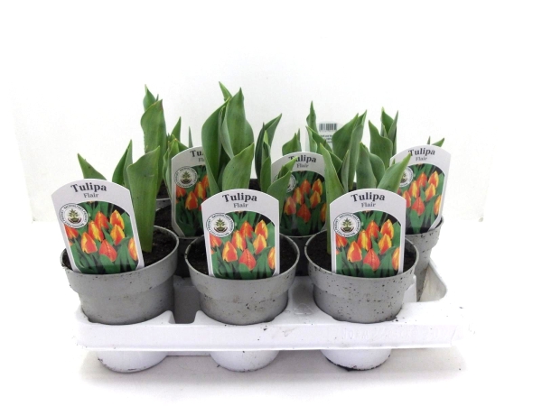 Tulpen  "Flair"orangegelb