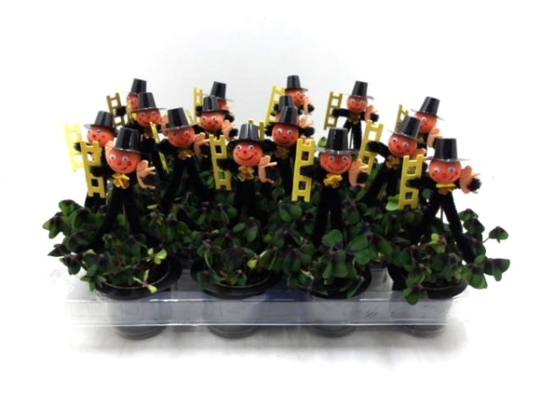 Klee in Zylinder + Feger