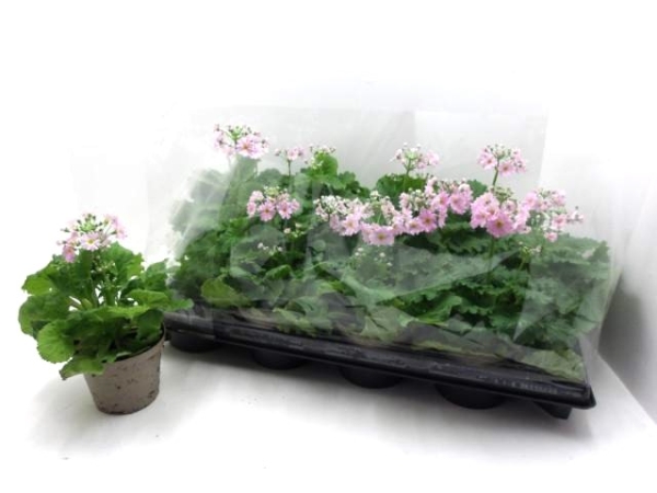 Primula malacoides rosa