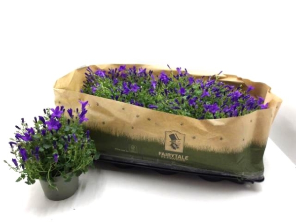Campanula "Get Mee" blau
