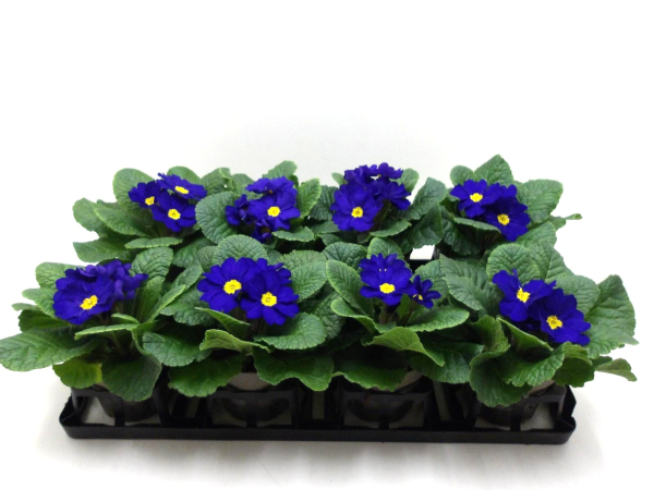 Primula acaulis blau