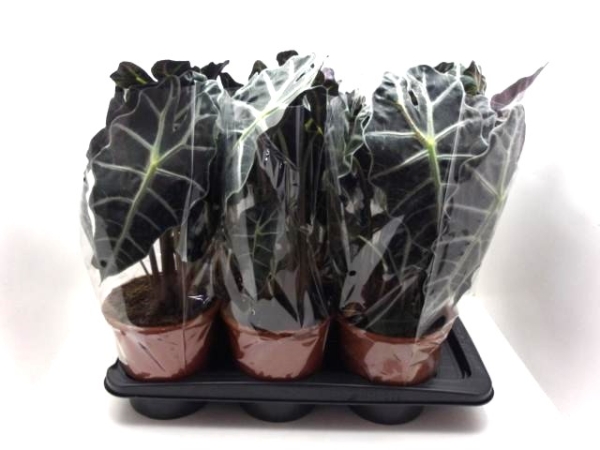 Alocasia amazonica "Polly"