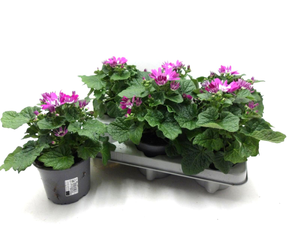 Pericallis cruentos rosa-weiß