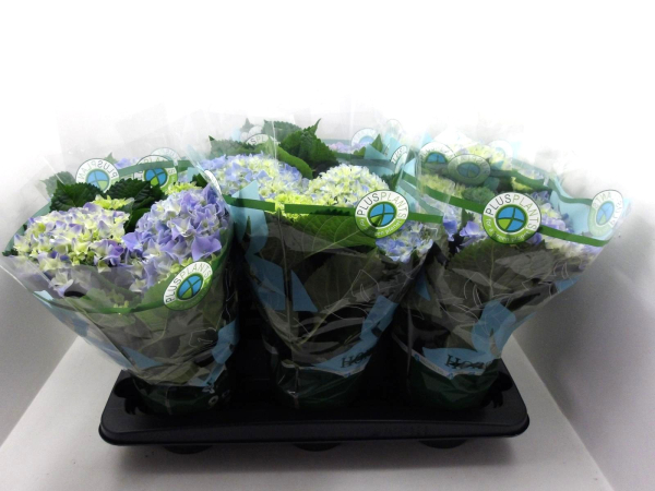 Hydrangea macr. blau