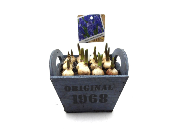 Muscari in Holztopf "Original 1968"