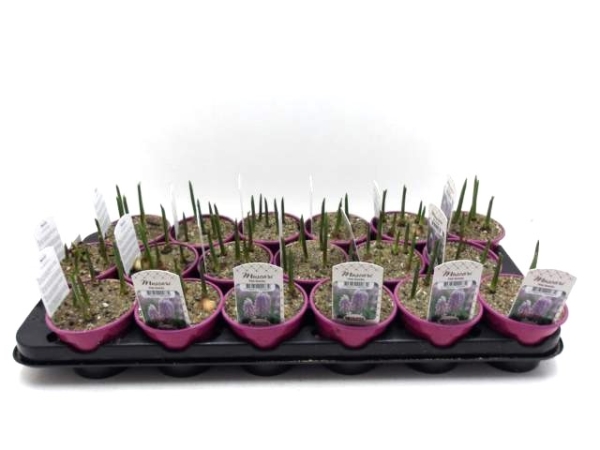 Muscari "Pink Surprise"