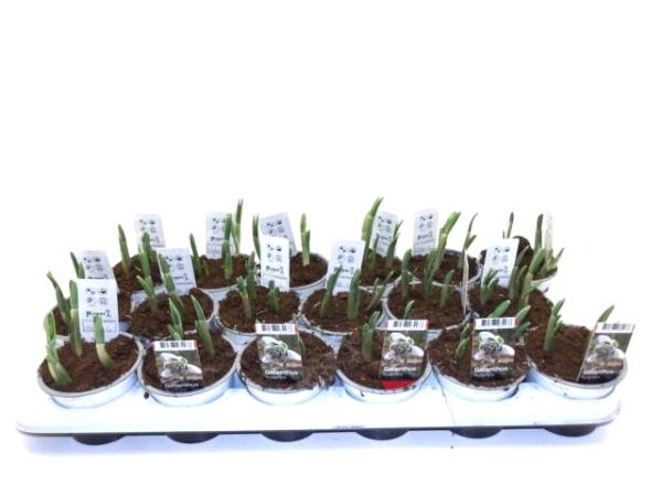 Galanthus hippolyta gefüllt