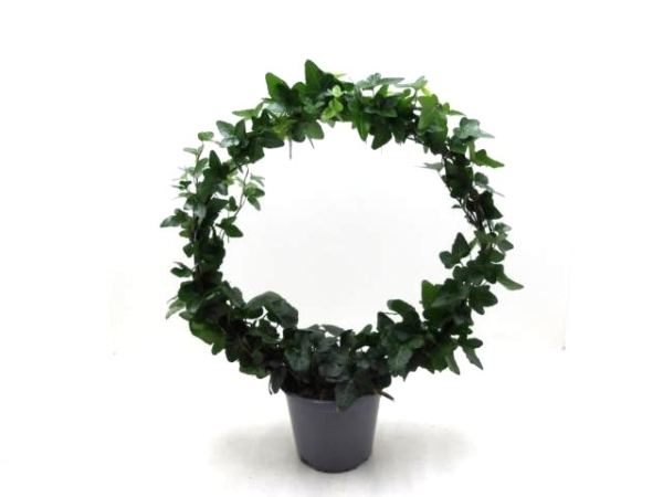 Hedera Bogen