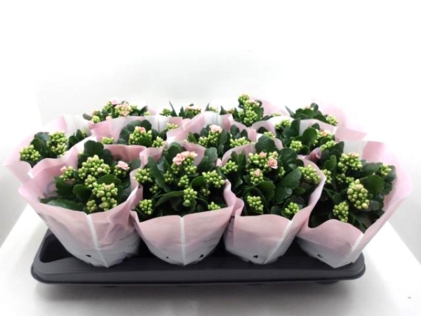 Kalanchoe gefüllt rosa