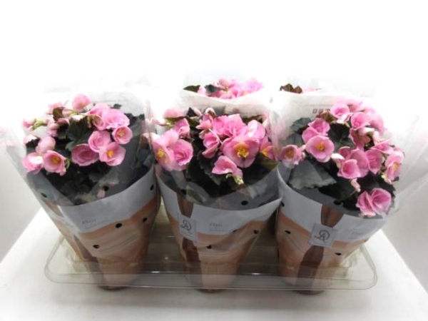 Begonia elat. rosa