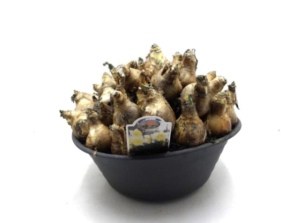 Zwiebelschale XXL - Narcissus gelbweiß