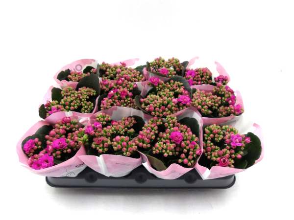 Mini Kalanchoe brombeere