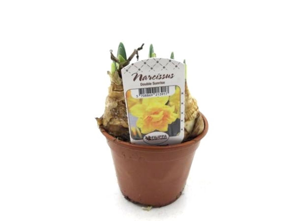 Narcissus  "Double Sunrise"