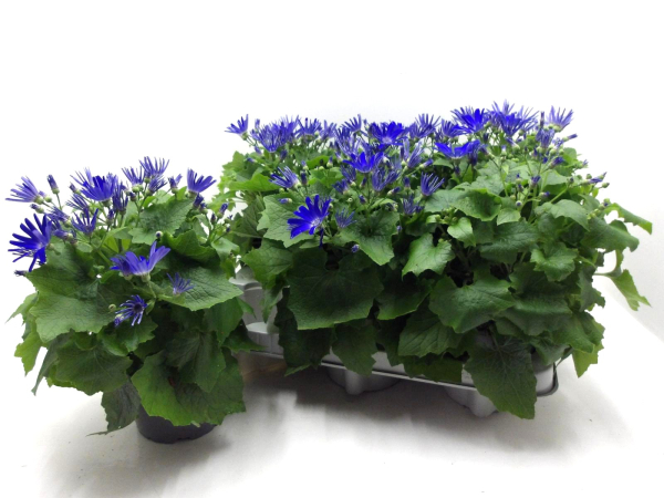 Pericallis "Senetti" blau