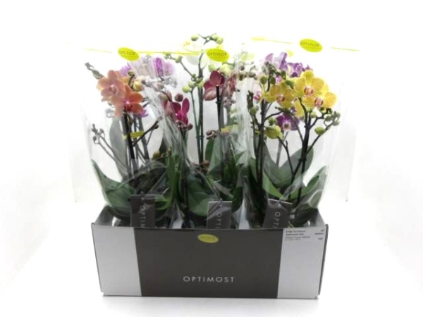 Phalaenopsis "Optimost" 3 Rispen Mix
