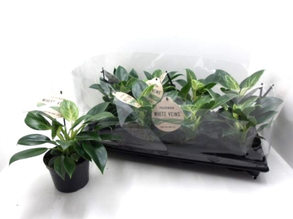 Philodendron "White Veins"