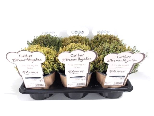 L'Aroma - Thymian Zitrone gelb
