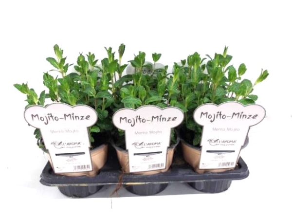 L'Aroma - Minze Mojito