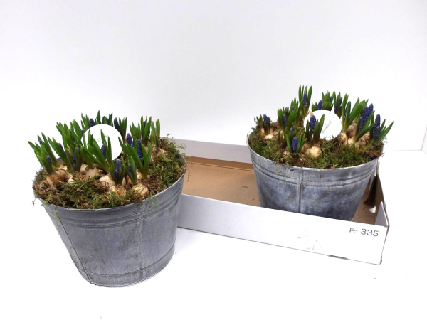 Muscari in Blechtopf