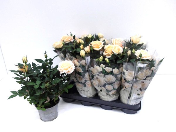 Rosen creme 'Belami'